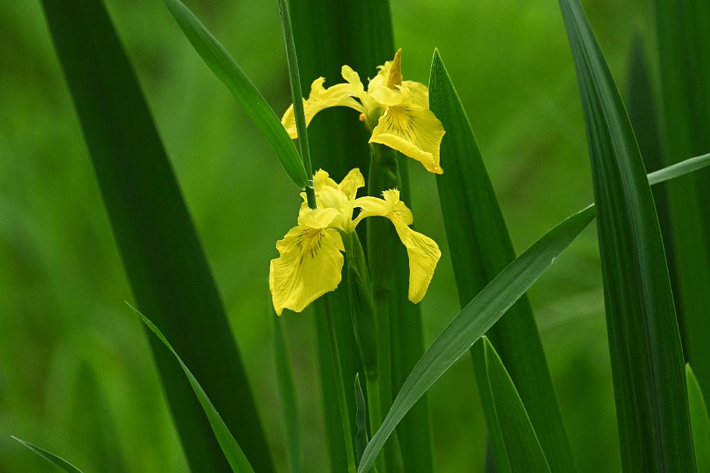 2025-05288729 Oxbow NWR, MA.JPG - Yellow Flag Iris. Oxbow National Wildlife Refuge, MA, 5-28-2025